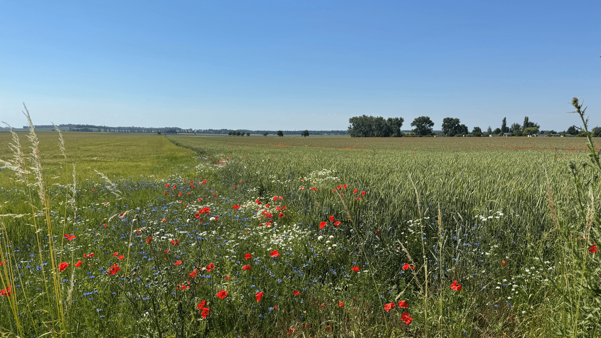 Bio-Getreidefeld mit blühendem Feldrand in Liemehna bei Jesewitz – Sinnbild für regionale Landwirtschaft und die Vision von Qio Food.
