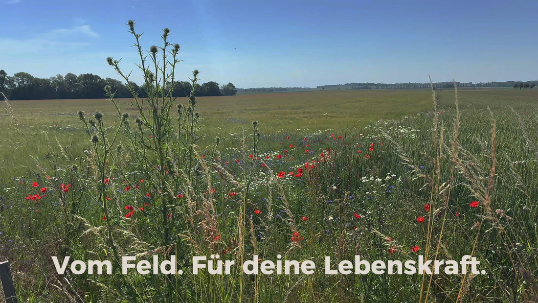 Qio-Food-Video: Vom Feld zur Manufaktur über Genuss zum Wissen